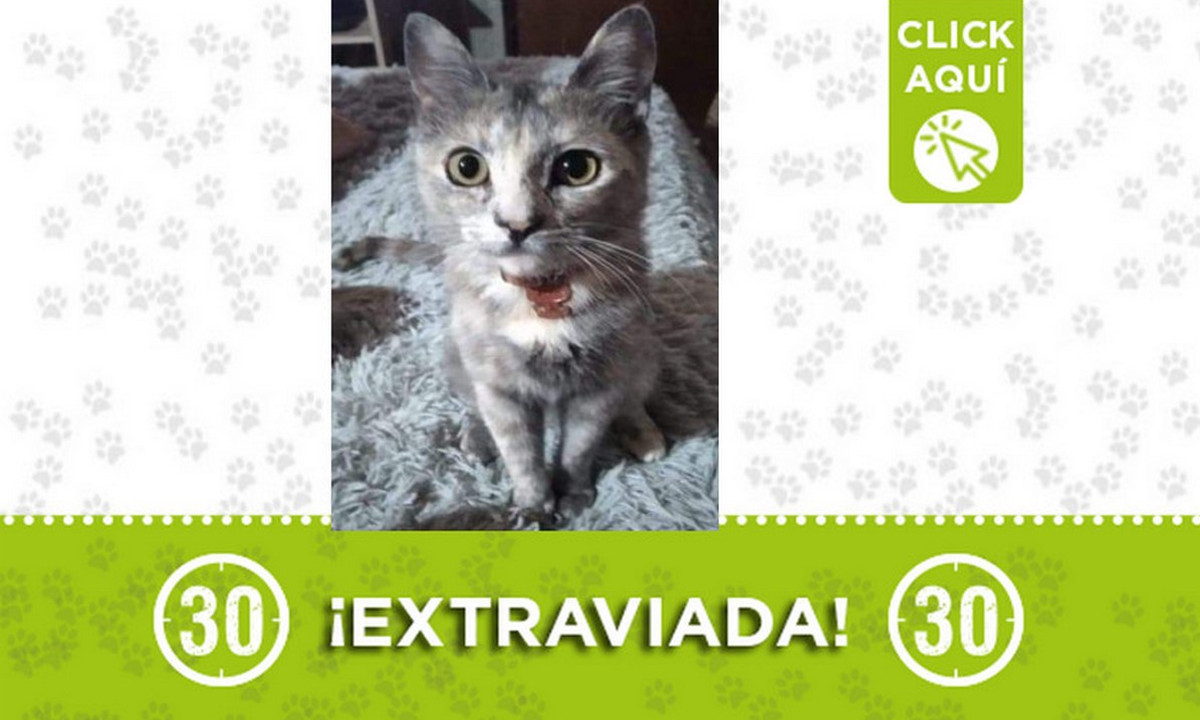 "Kira" se extravió por los lados de Pradito 1 Kira se extravió por los lados de Pradito