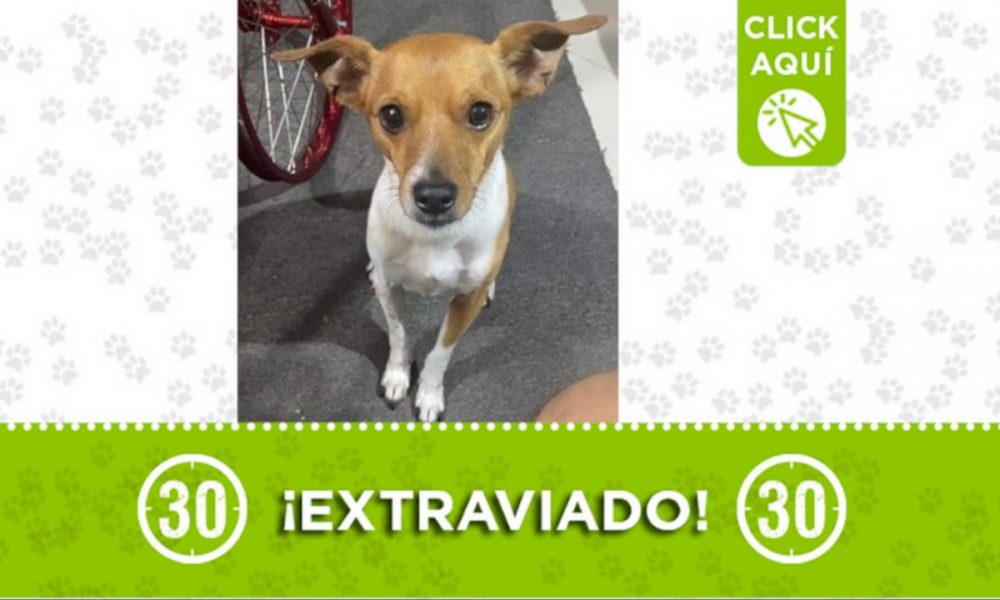 "Milo" se perdió desde el 16 de mayo en Conquistadores