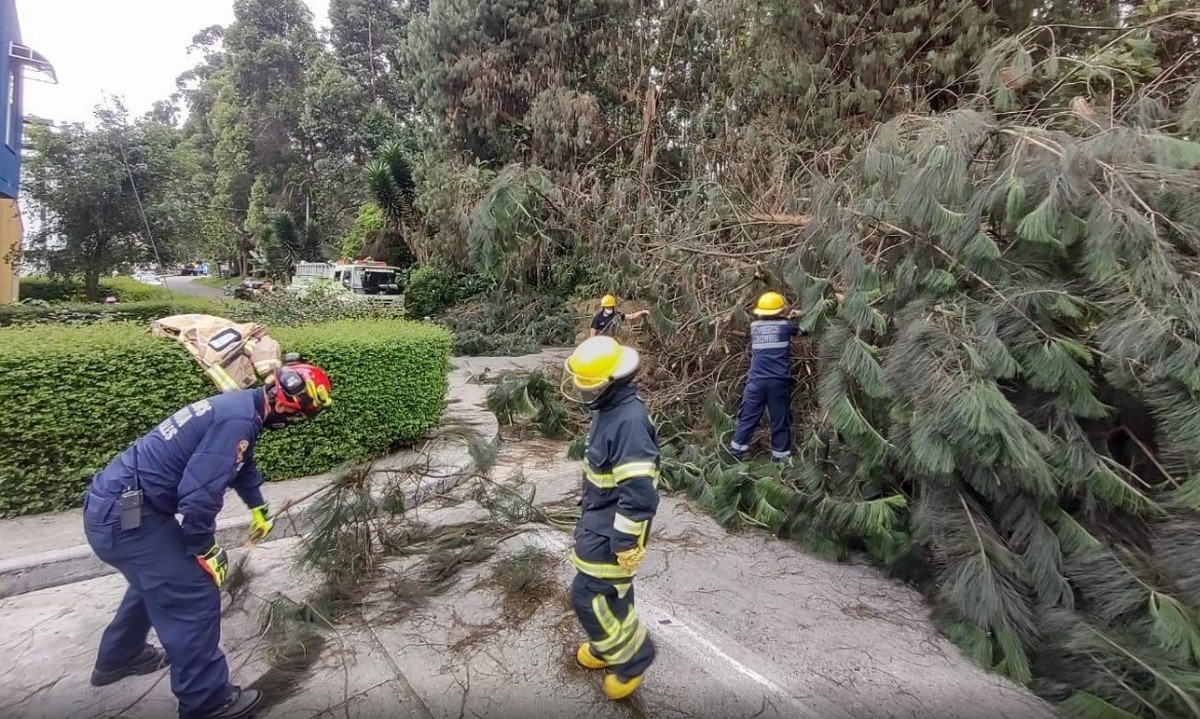 FOTOS: Árbol cayó en una calle del sector El Bosque de La Enea en Manizales 1 Manizales2 3