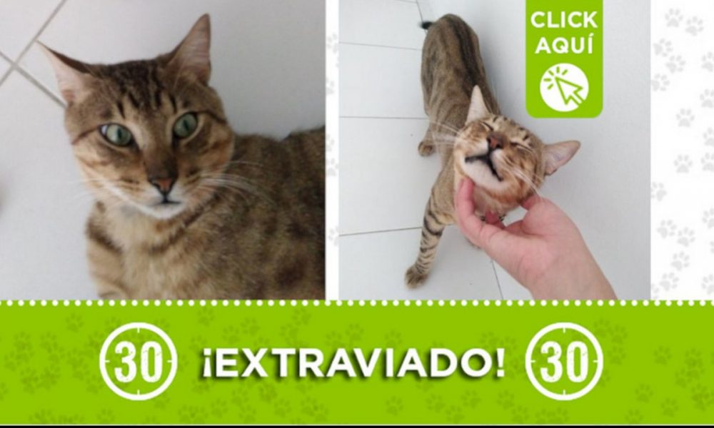 "Marley" se extravió en el barrio Villa Niza