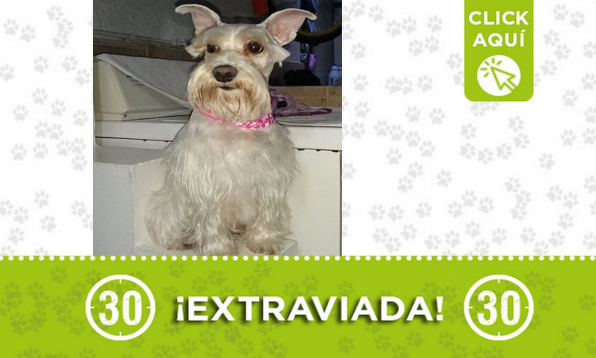 "Milu" se extravió en Bello ¿La ha visto? 1 "Milu" se extravió en Bello ¿La ha visto?