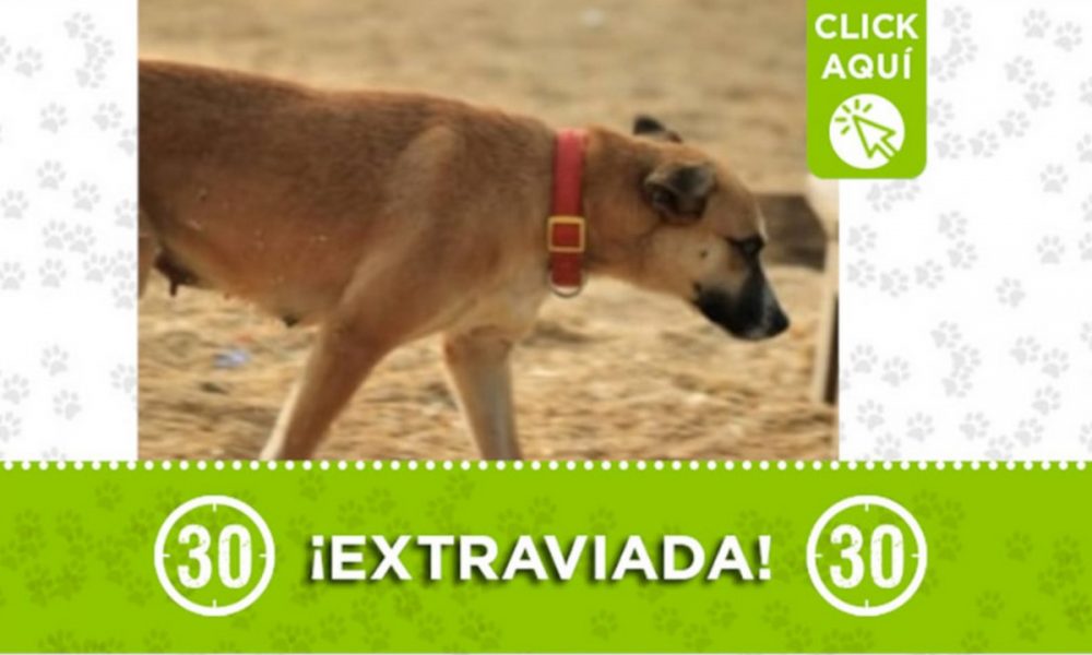 "Muñeca" se perdió en la vereda El Vallano ¿La ha visto?