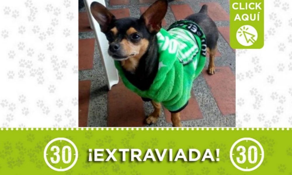 "Muñeca" se extravió en Aranjuez ¡Comparte!