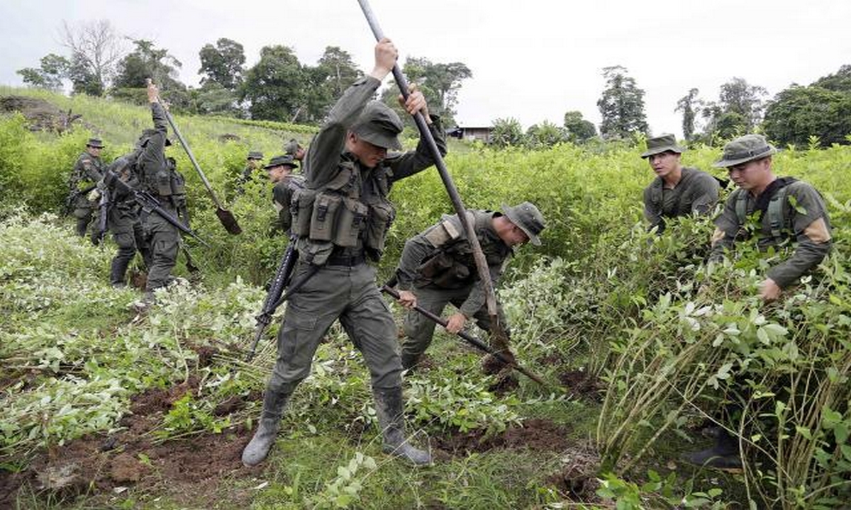 Suspenden erradicación de cultivos ilícitos en territorio indígena y afro en Nariño 1 Nariño-cultivos ilicitos