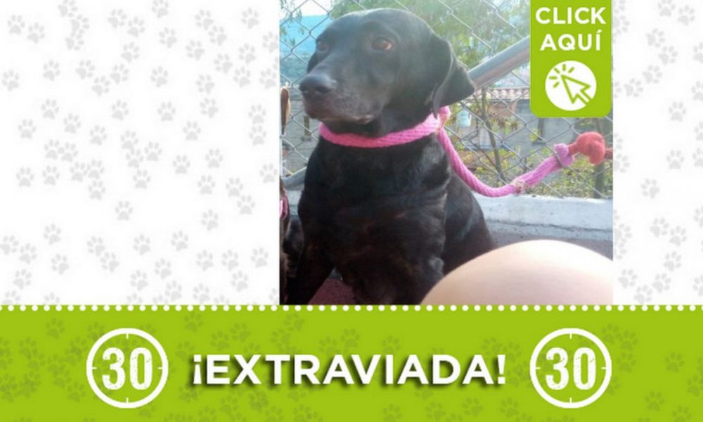 "Nieves" se extravió en Las Palmas