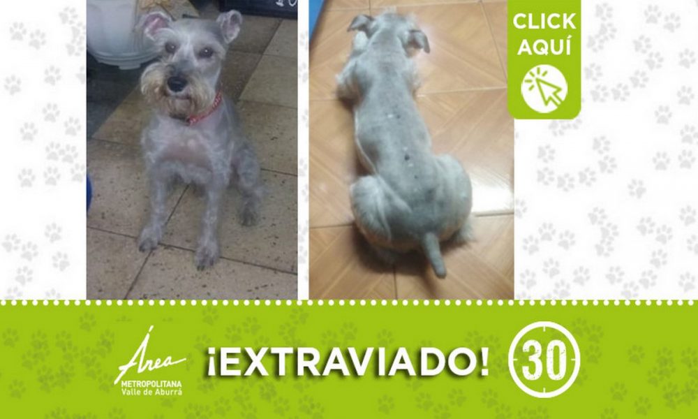 "Niño" se extravió en Robledo ¿Lo ha visto?