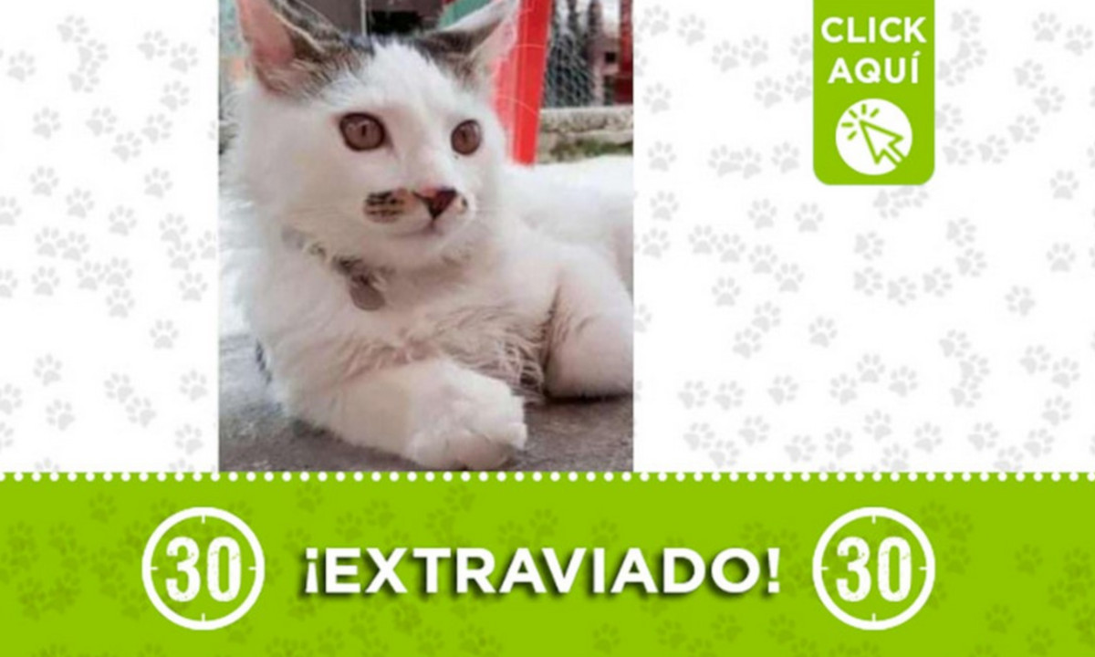"Niño" se perdió en Itagüí ¿Lo ha visto? 1 "Niño" se perdió en Itagüí ¿Lo ha visto?