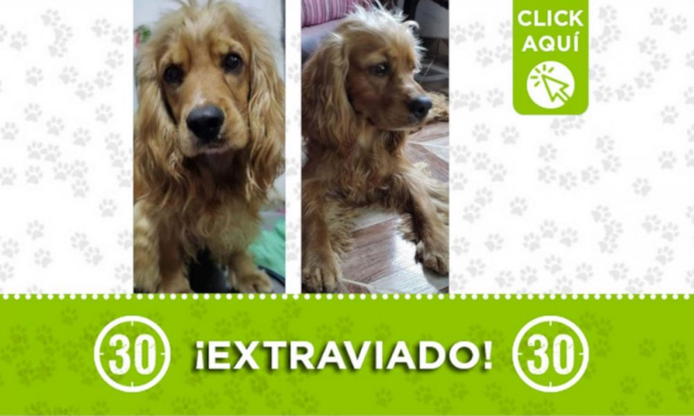 "Pepe" se perdió en la vereda Tafetanes ¡Comparte!