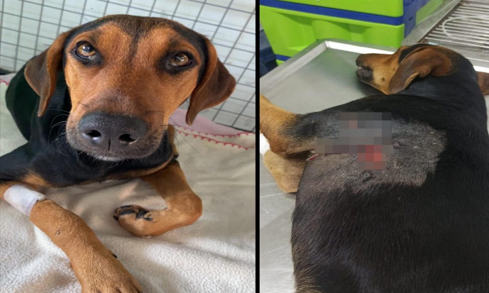 [Video] Soldados rescataron a "Esperanza", un perrita que resultó herida en medio de la protesta en Bello