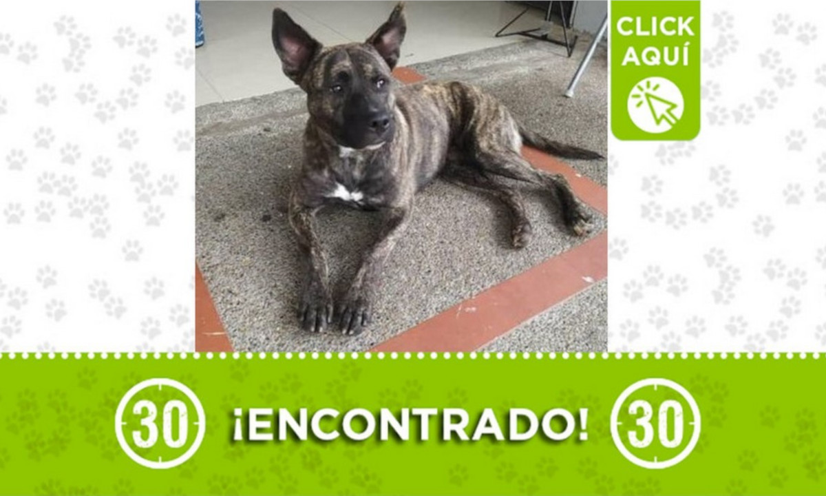 Este perrito fue encontrado por El Estadio ¿Es suyo? 1 Este perrito fue encontrado por El Estadio ¿Es suyo?