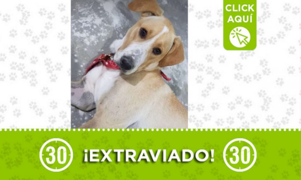 "Sonic" se extravió en Copacabana ¿Lo ha visto