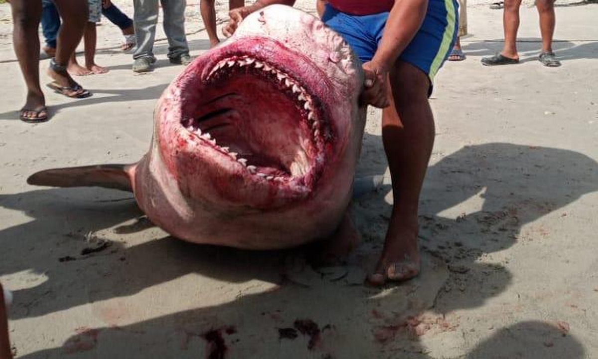 En Riohacha pescadores hallaron gigantesco tiburón y lo mataron para venderlo en vez de liberarlo 1 Riohacha-tiburón-pescadores