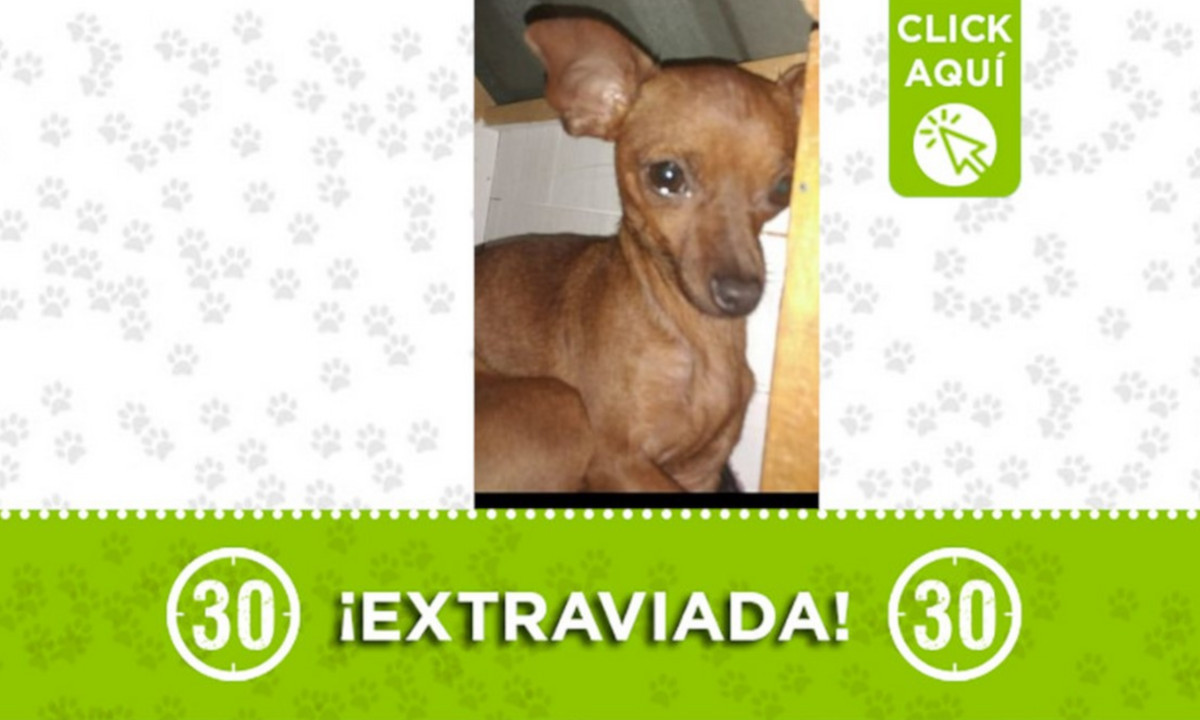 "Samy" se extravió en San Javier ¿La ha visto? 1 "Samy" se extravió en San Javier ¿La ha visto?