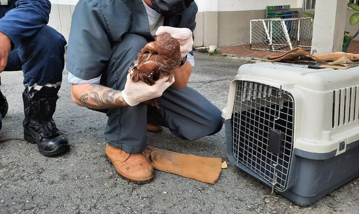 Rescataron un ave de la especie guacharaca en el sector de San Diego 1 San Diego guacharaca
