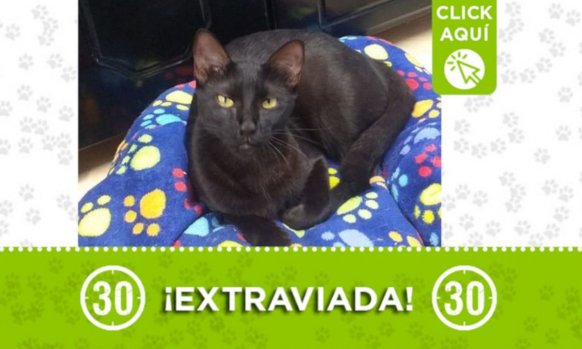 "Susana" se extravió esta madrugada en Castilla 1 "Susana" se extravió esta madrugada en Castilla