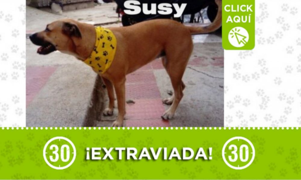 "Susy" se perdió en Andalucía, ¿La ha visto?