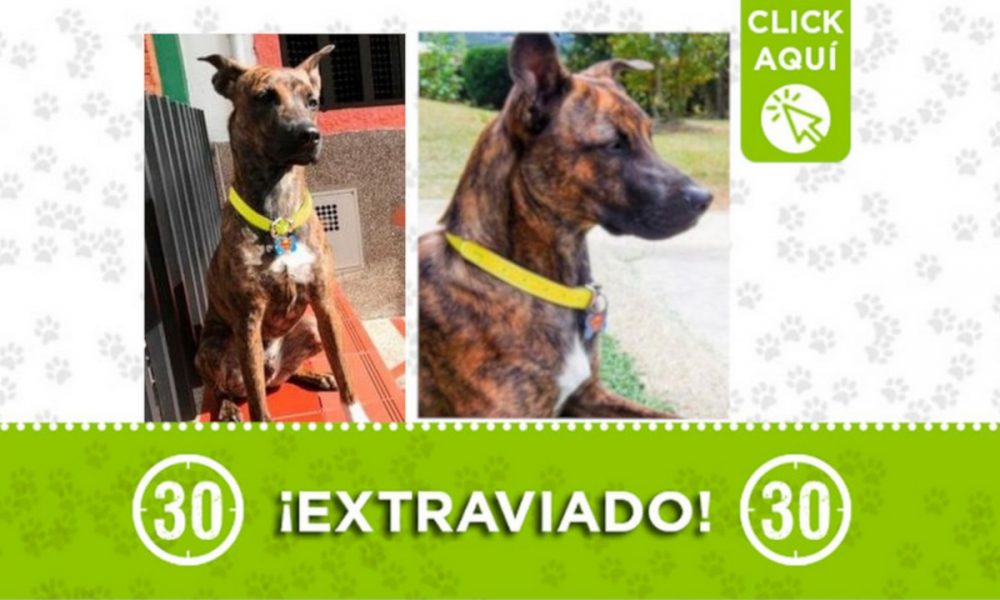 "Tango" se perdió en Manrique Oriental ¿Lo ha visto?