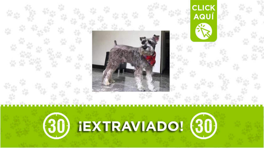 'Tom' se perdió en Manrique ¿Lo ha visto? 1 Tom-Manrique