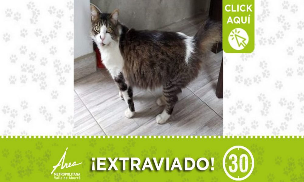 "Tom" se extravió en Loreto ¡Comparte!