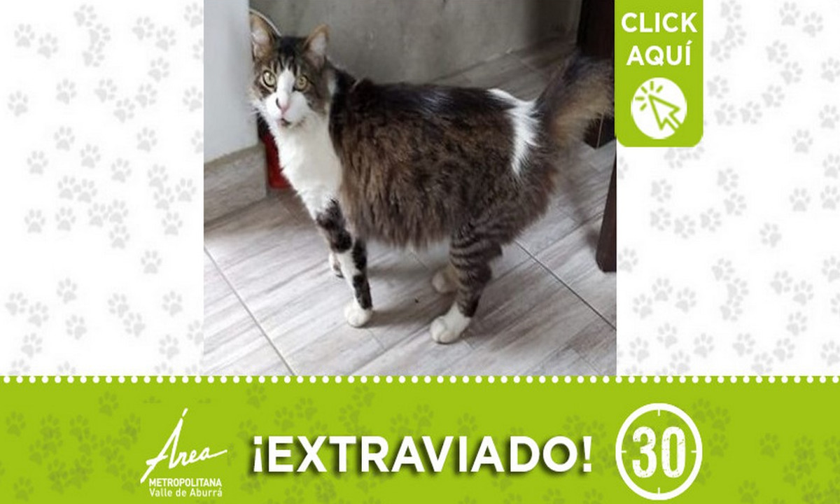 "Tom" se extravió en Loreto ¡Comparte! "Tom" se extravió en Loreto ¡Comparte!