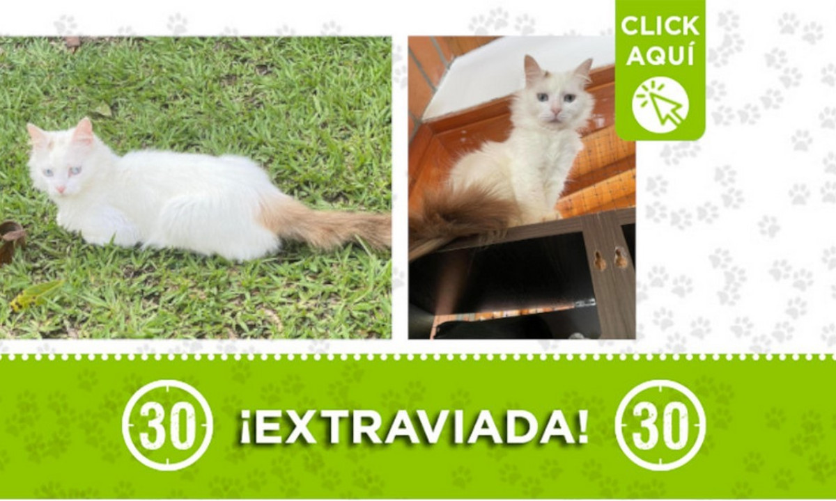 "Vainilla" se extravió desde el lunes en Guarne 1 "Vainilla" se extravió desde el lunes en Guarne