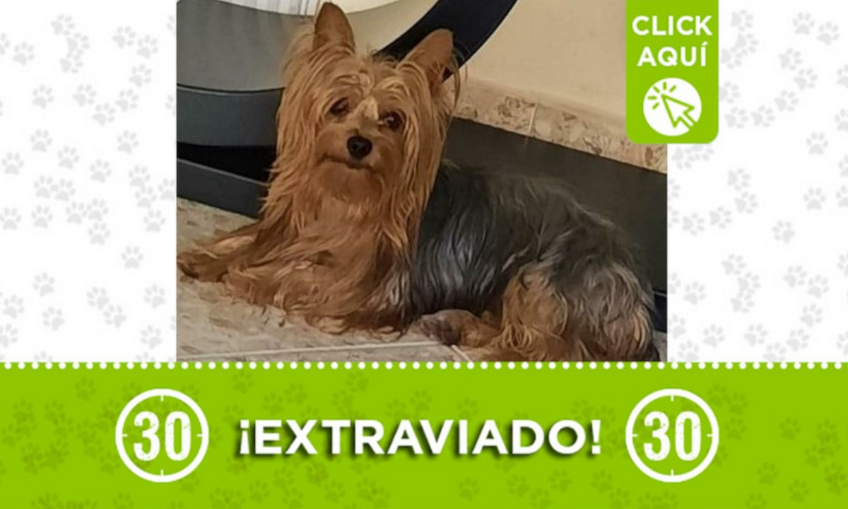 "Enzo" se perdió en Manrique Oriental ¿Lo ha visto? 1 "Enzo" se perdió en Manrique Oriental ¿Lo ha visto?