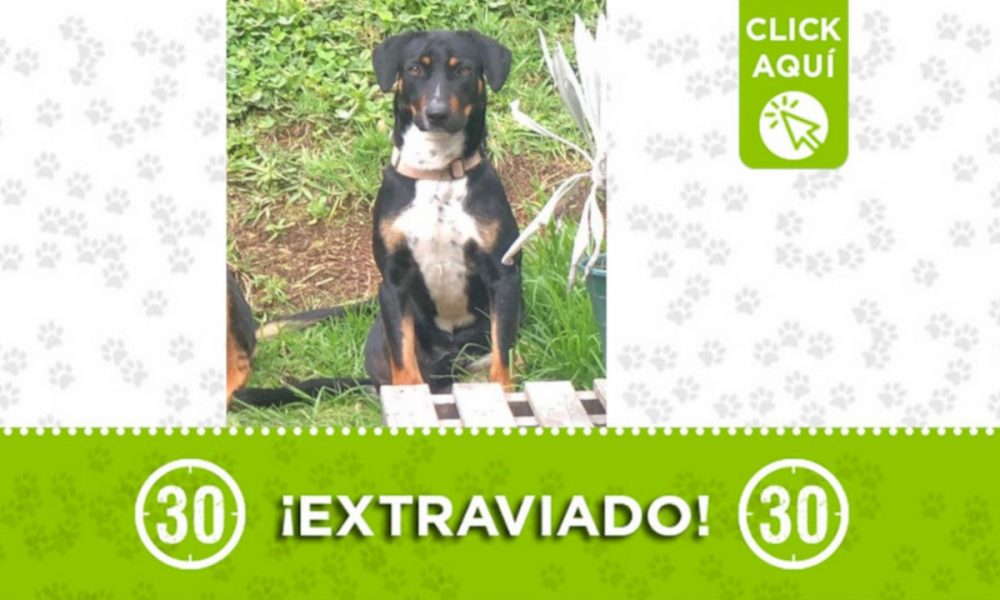 "Yunque" se extravió en El Alto de las Palmas