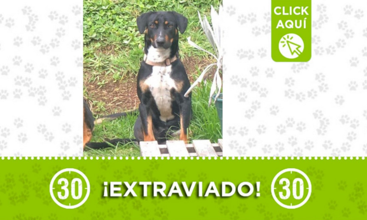 "Yunque" se extravió en El Alto de las Palmas 1 "Yunque" se extravió en El Alto de las Palmas
