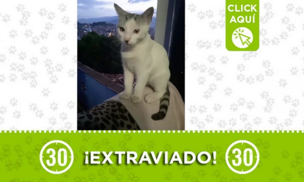 "Zafiro" se extravió en Enciso ¡Comparte!