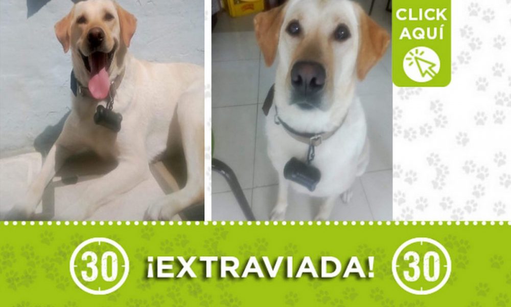 "Canela" se perdió en Zamora ¿La ha visto?