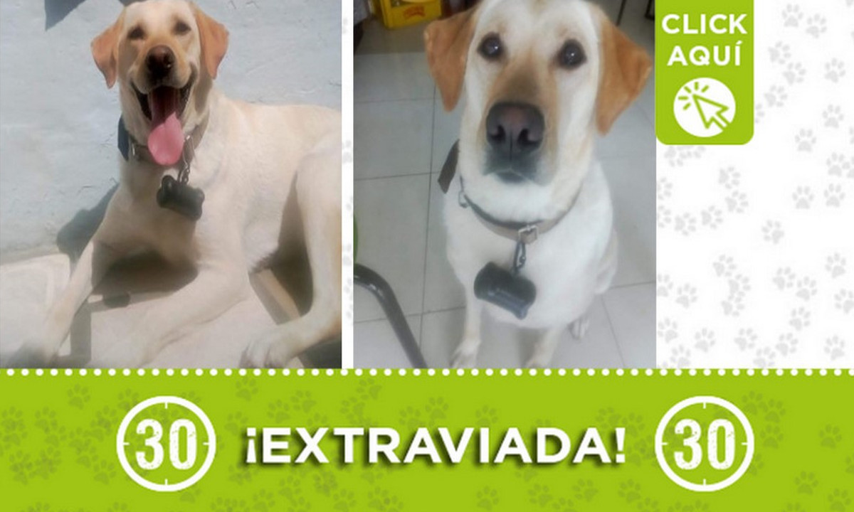 "Canela" se perdió en Zamora ¿La ha visto? 1 "Canela" se perdió en Zamora ¿La ha visto?