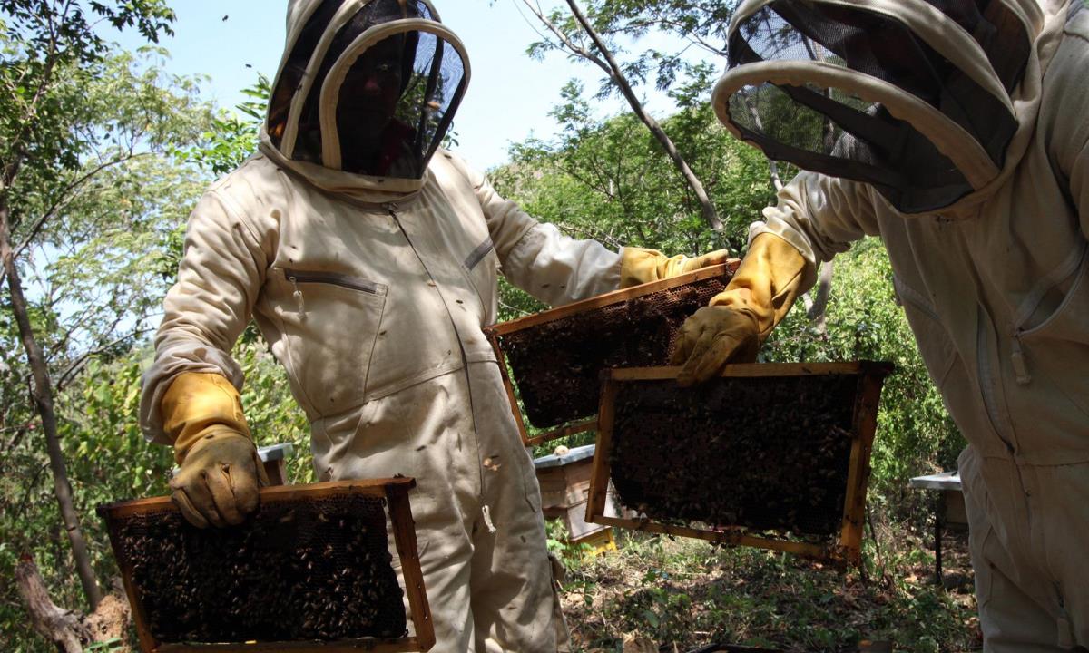 Mejora de genética de abejas hace crecer apicultura en noroeste de Colombia 1 abejas