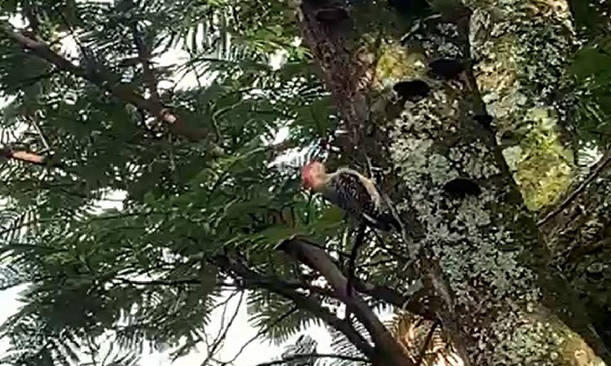 aves-antioquia