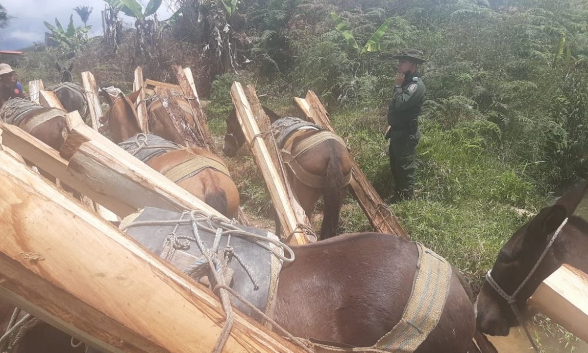 Capturado 'traficando madera' de alto grado de vulnerabilidad de la biodiversidad en Urrao 1 capturado urrao madera ilegal