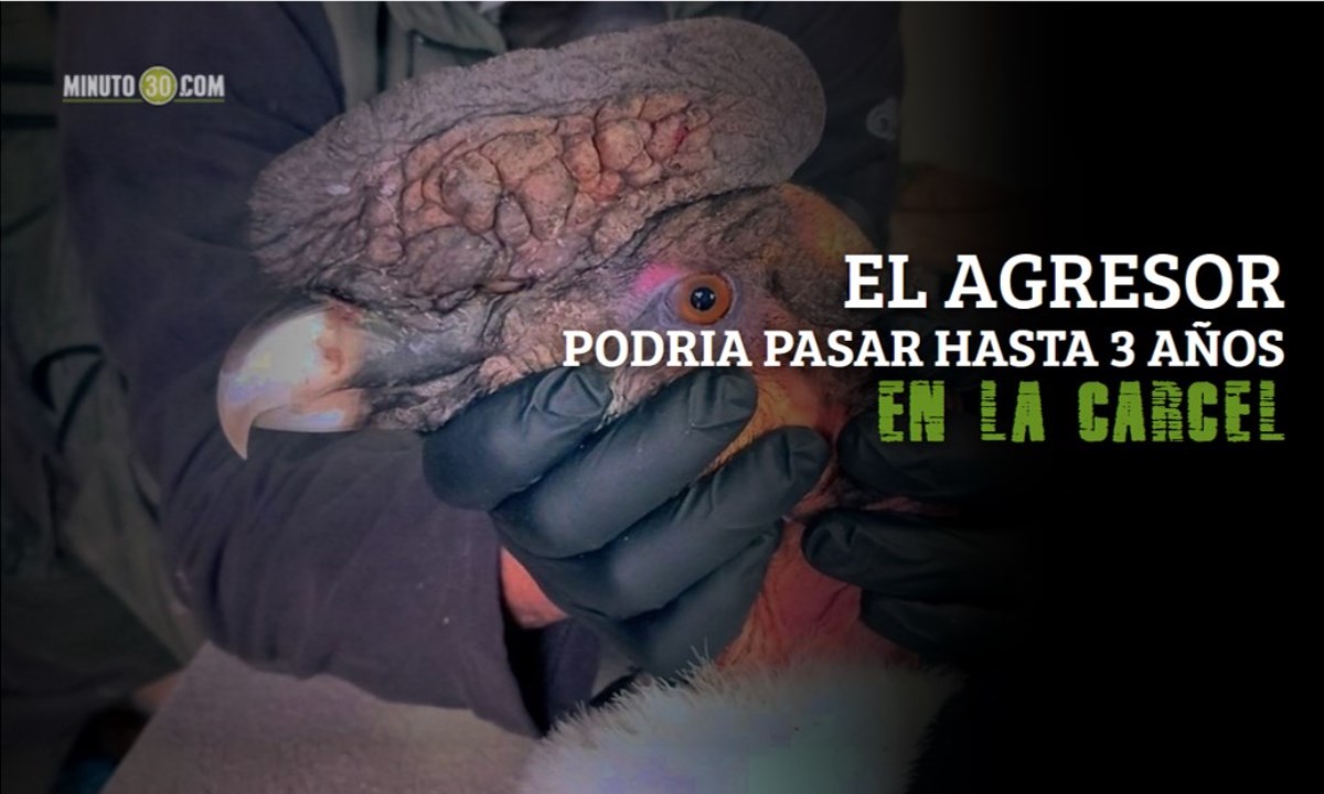 FOTOS: Rescatan en los Andes ecuatorianos a un cóndor con perdigones en el cuerpo 1 condor atacado portada 1200x720 1