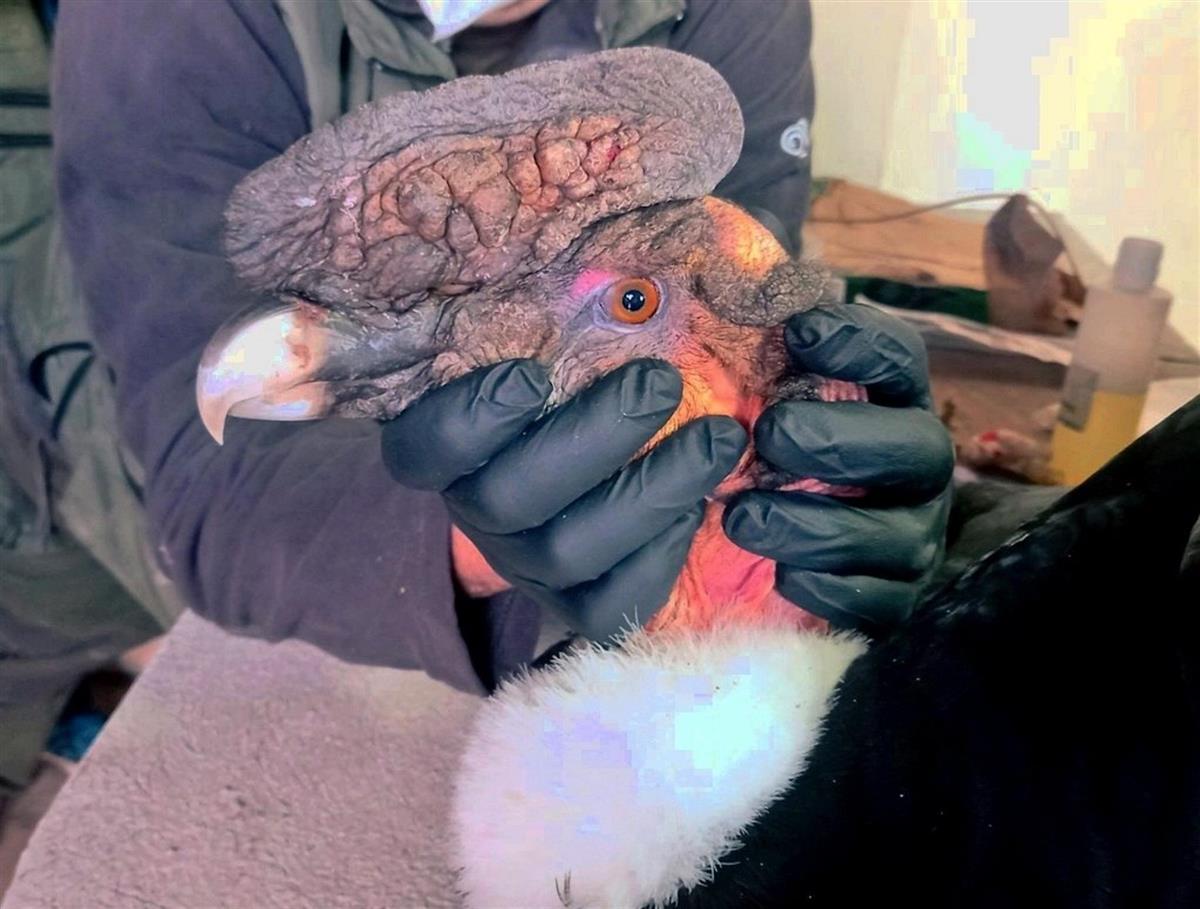 FOTOS: Rescatan en los Andes ecuatorianos a un cóndor con perdigones en el cuerpo 2 condor atacado1