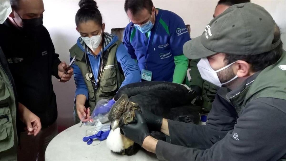 FOTOS: Rescatan en los Andes ecuatorianos a un cóndor con perdigones en el cuerpo 3 condor atacado2
