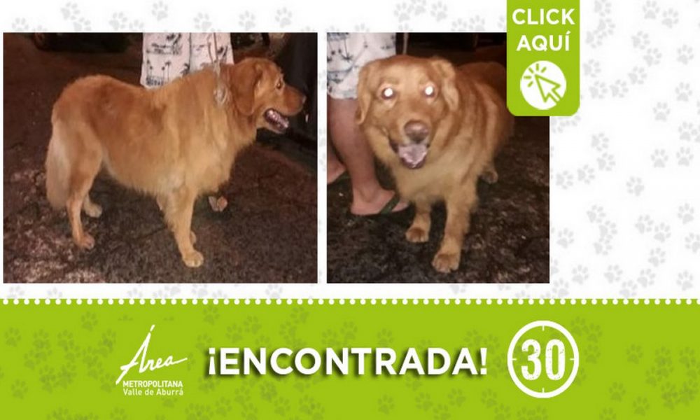 Esta 'peludita' fue encontrada en Pedregal ¿Lo conoce?