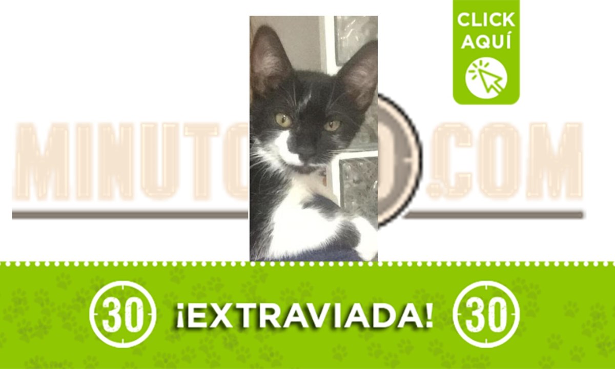 Emmi se perdió en Envigado ¿Ayudamos a encontrarla? 1 emmi
