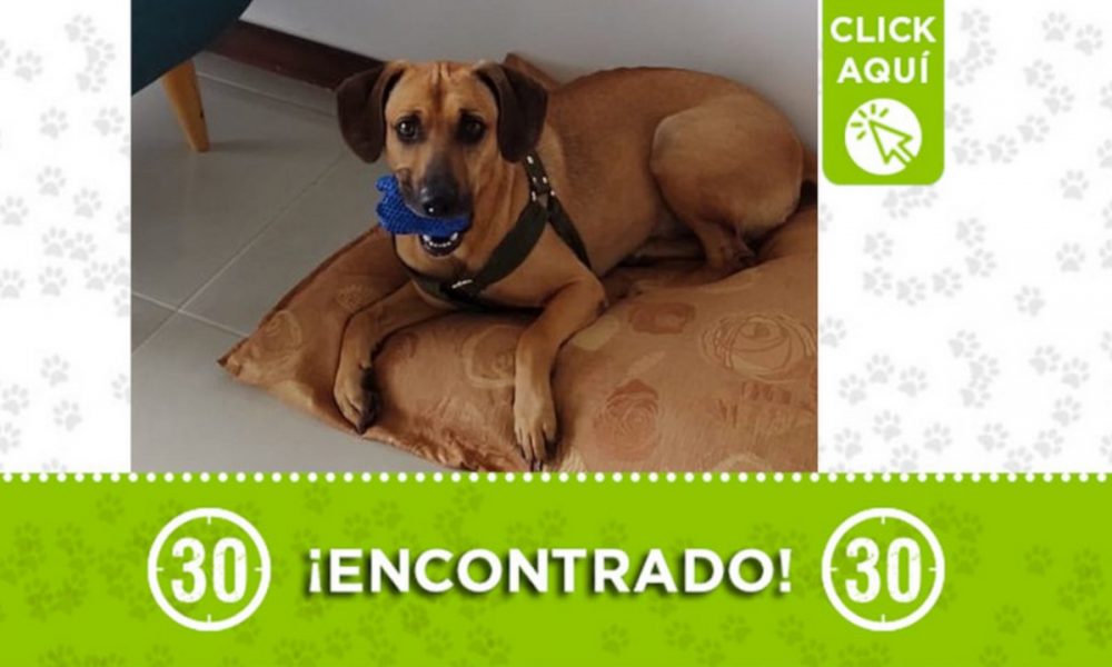 Este perrito fue encontrado en Itagüí ¿Lo conoce?