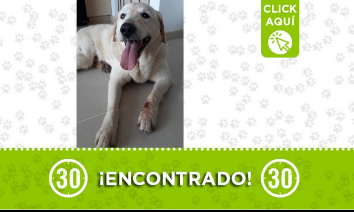 Buscan a la familia de este perrito encontrado en la vía hacia Pan de Azúcar 1 Buscan a la familia de este perrito encontrado en la vía hacia Pan de Azúcar