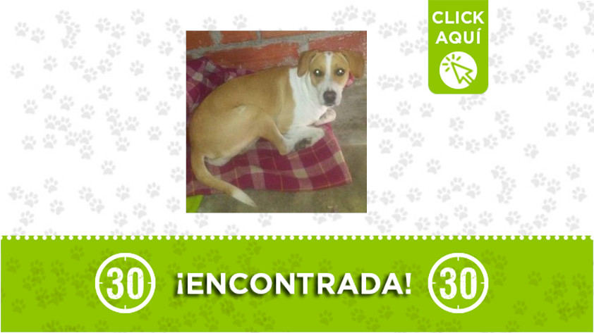 Esta perrita fue encontrada en el barrio 12 de Octubre ¿La reconoce? 6 12 de octubre-perrita-encontrada