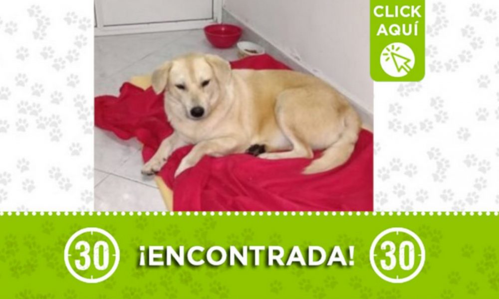 Esta perrita fue encontrada en Calasanz ¿La Conoce?