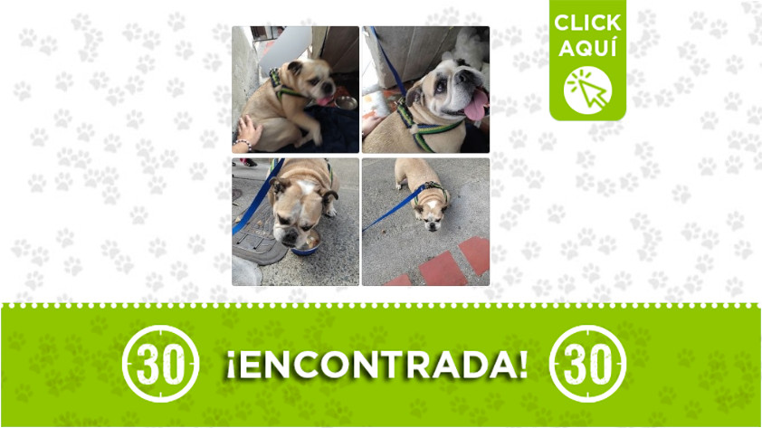 Esta perrita fue encontrada en el barrio La Colinita 1 La Colinita-perrita-encontrada
