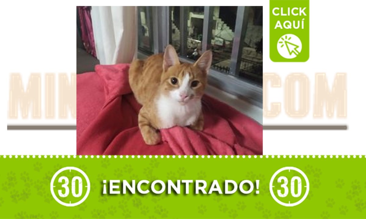¡Apareció de la nada! Este gatico está en una casa de Niquía 1 encontrada niquia