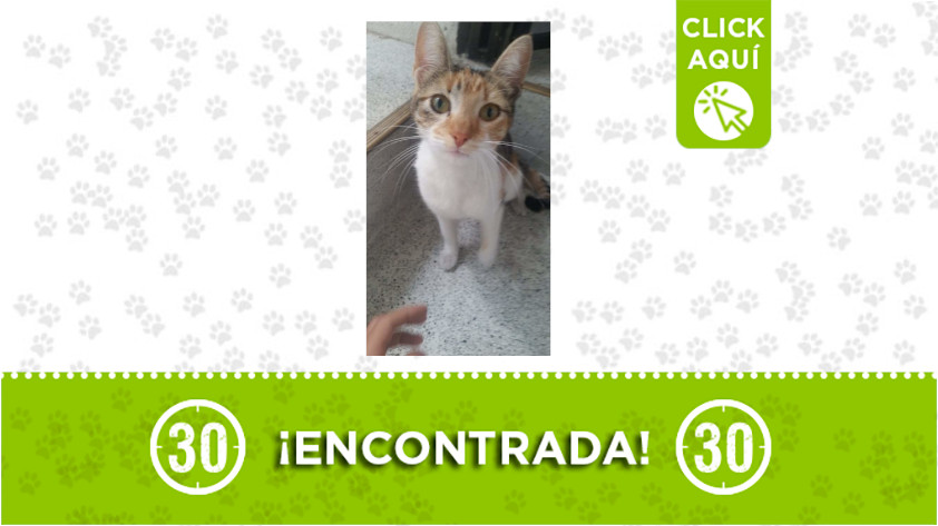 ¿La reconoce? Esta gata fue encontrada en Prado Centro 1 Prado Centro-gata-encontrada