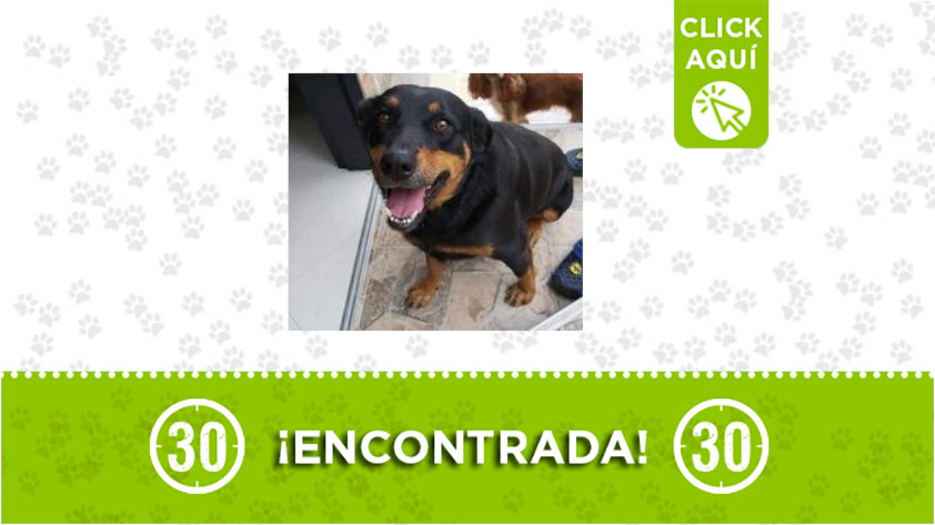 Esta perrita fue encontrada en Itagüí 1 Itagüí-perrita-encontrada