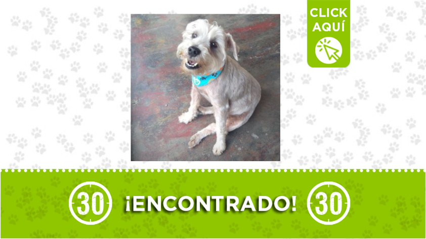 Este perrito fue encontrado en Robledo ¿Lo reconoce? 1 Robledo-perro-encontrado