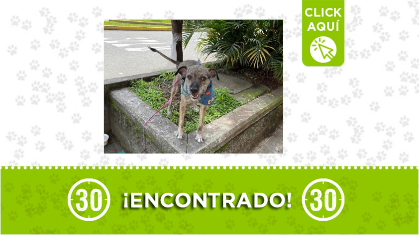 En Manrique encontraron a este perrito ¿Lo reconoce? 1 Manrique-perrito-encontrado