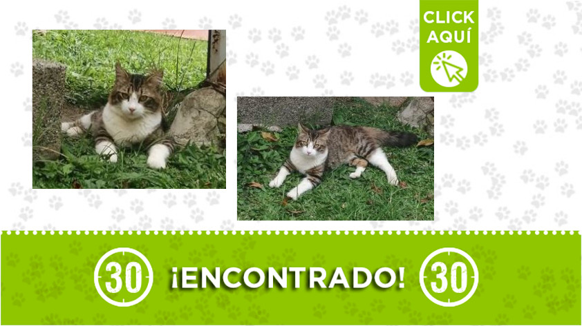 Este gato fue encontrado en Serramonte, en Bello ¿Lo reconoce? 1 Serramonte-Bello-gato-encontrado